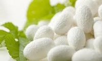 وجود ۲هزار تلمبار سنتی تولید پیله ابریشم درخراسان شمالی/خرید پیله تا ۱۰ میلیون ریال